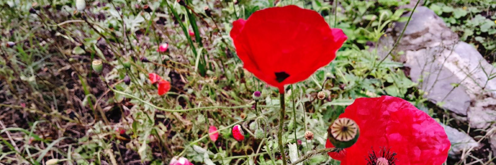 Pao🧉 🛶⚘️ banner