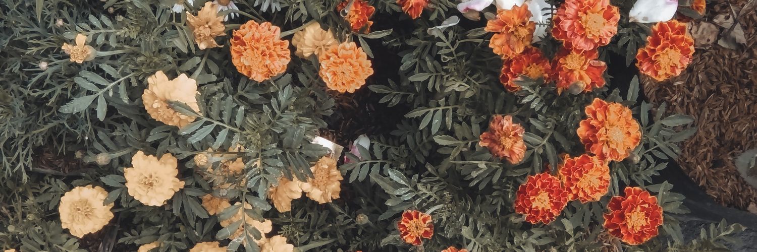 Dhaniarrayu's profile banner image