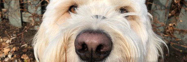 SGuilcher Profile Banner