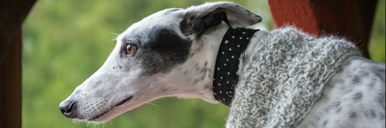 GalgosAmadosVT's profile banner image