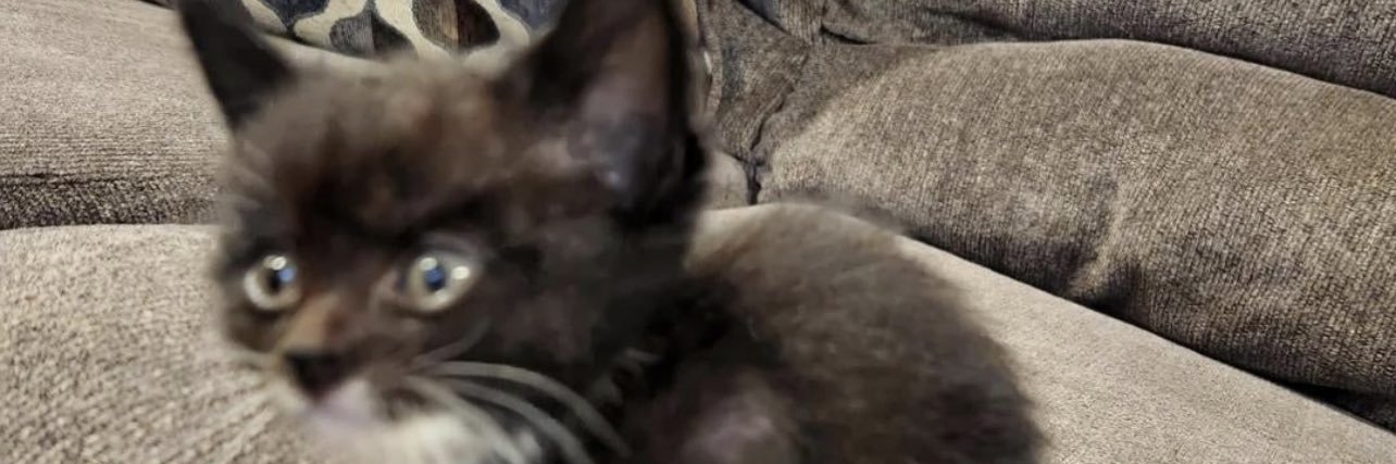 qqqqqqqqqqqqqq banner