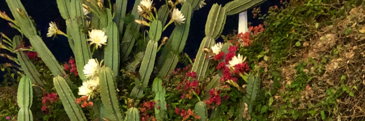 sofiamsaylor's profile banner image