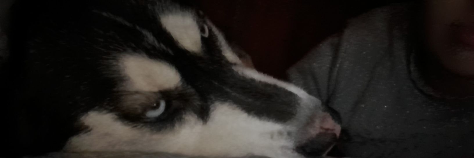 roxi162011's profile banner image