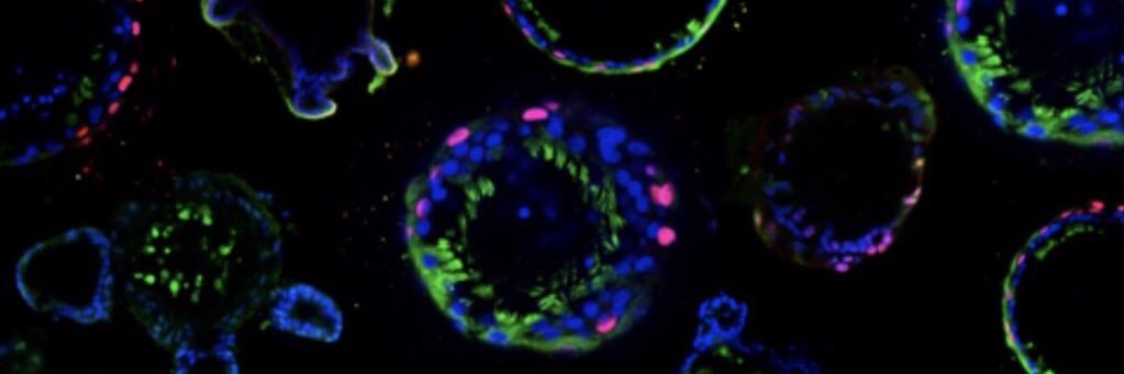 Dr Shafa Waters banner