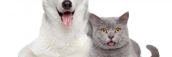 Gonski378 Profile Banner