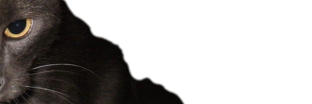 KingAngelFairy's profile banner image