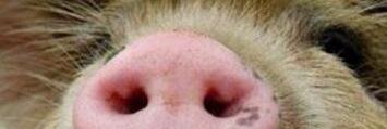 pinotiff's profile banner image