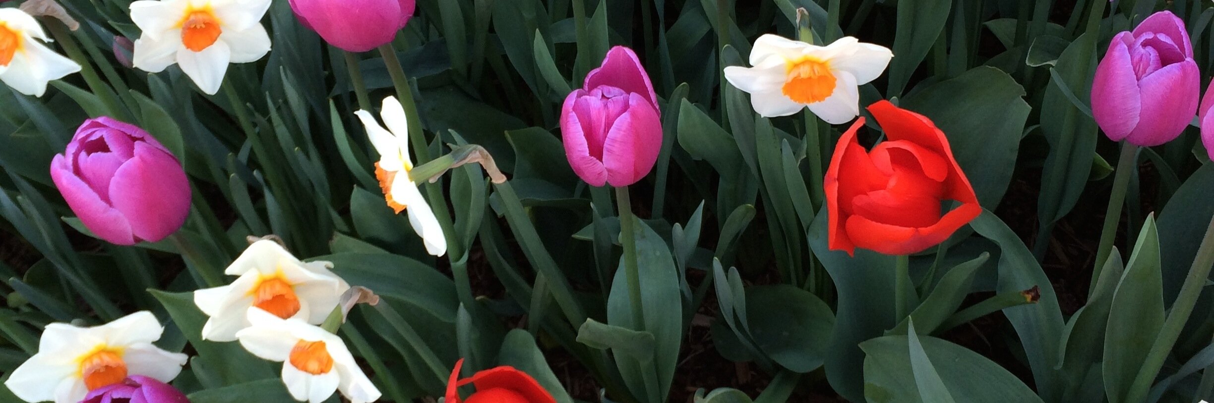 DebbieLCS54P's profile banner image