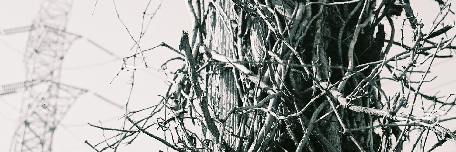Cotarddeluison's profile banner image