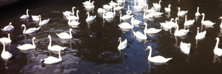 Pol Van Den Driessch banner