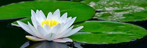 DivyaSharma1983's profile banner image