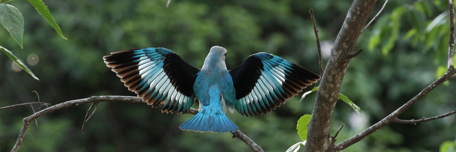 Samuel'Dayo'Osinubi banner