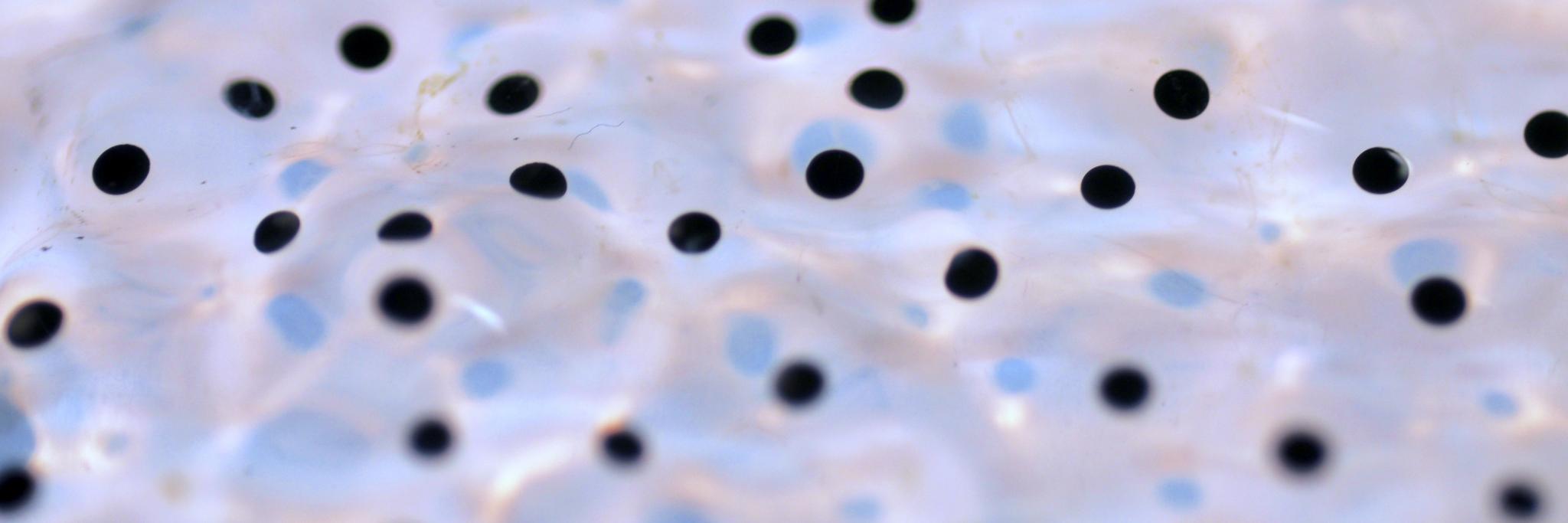 efemme banner
