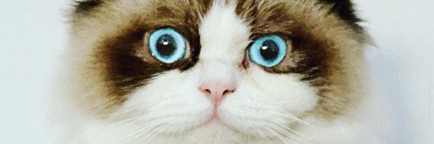 funnycattotoro's profile banner image