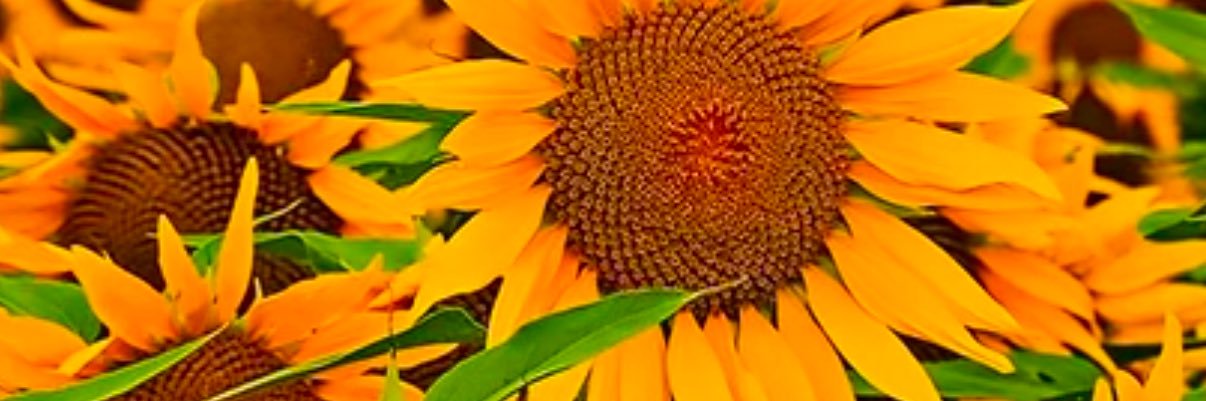 iamsierrasimone's profile banner image