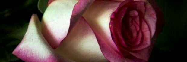 00a95b4d3e86469's profile banner image