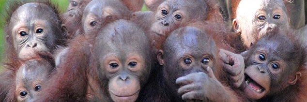 Laurent Outan banner