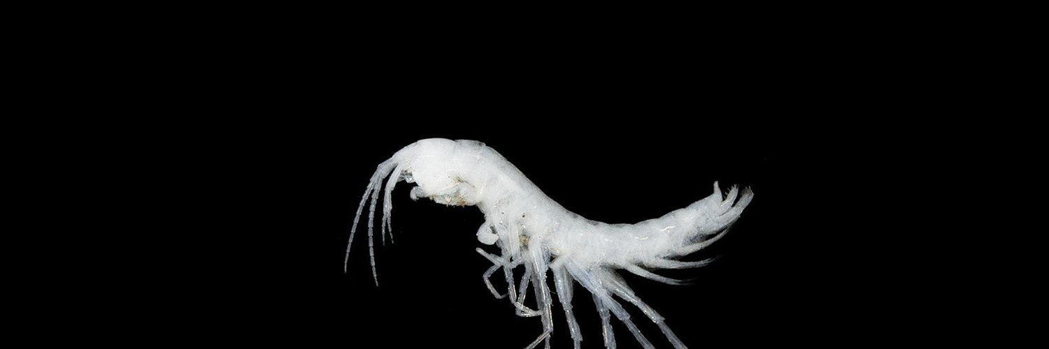 Subterranean Biology banner