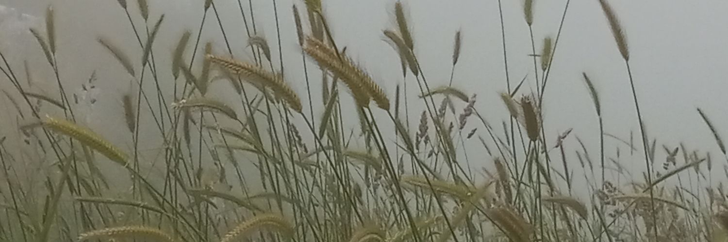 Rana Sukarieh رنا سكرية's banner