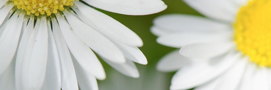 ChrliMartin's profile banner image