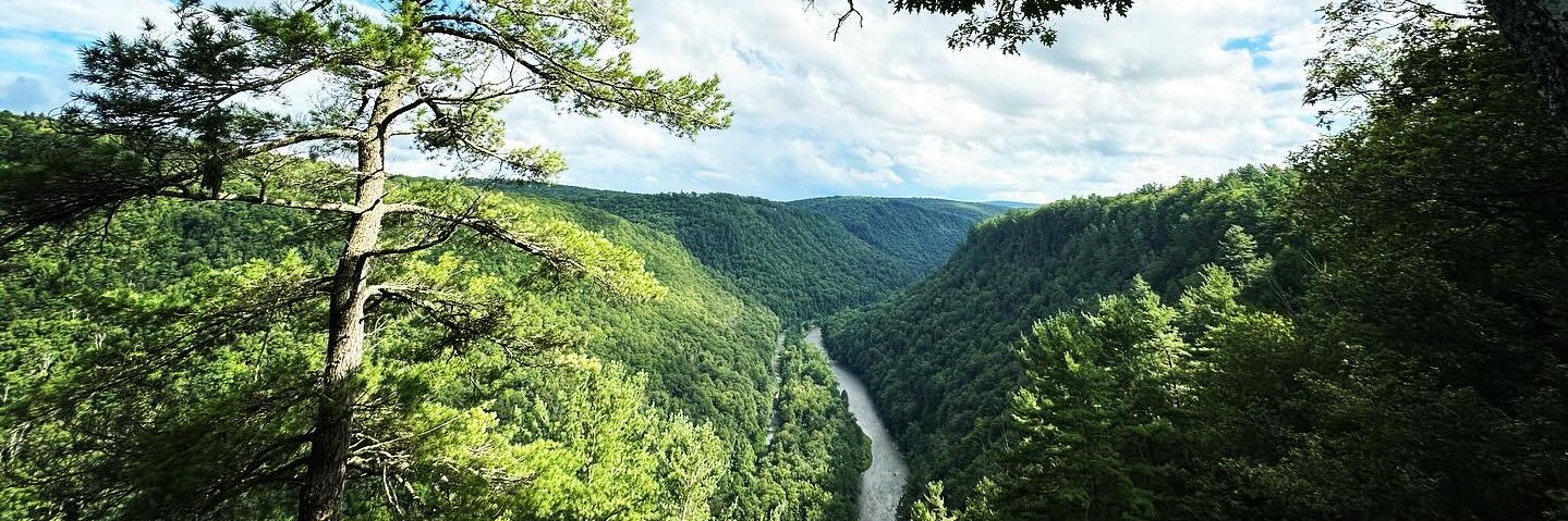 Nikki Lampel banner