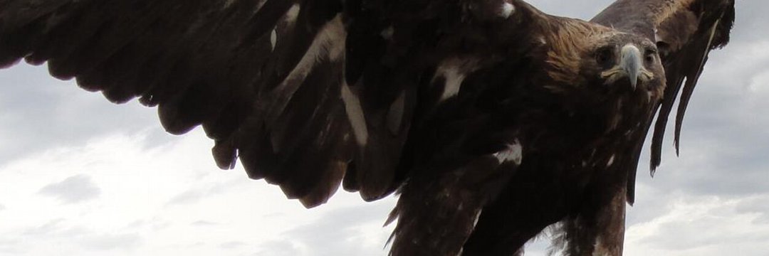 FatihAtesBJK's profile banner image