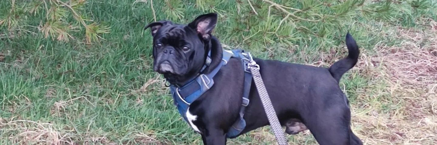 stitch the frug banner