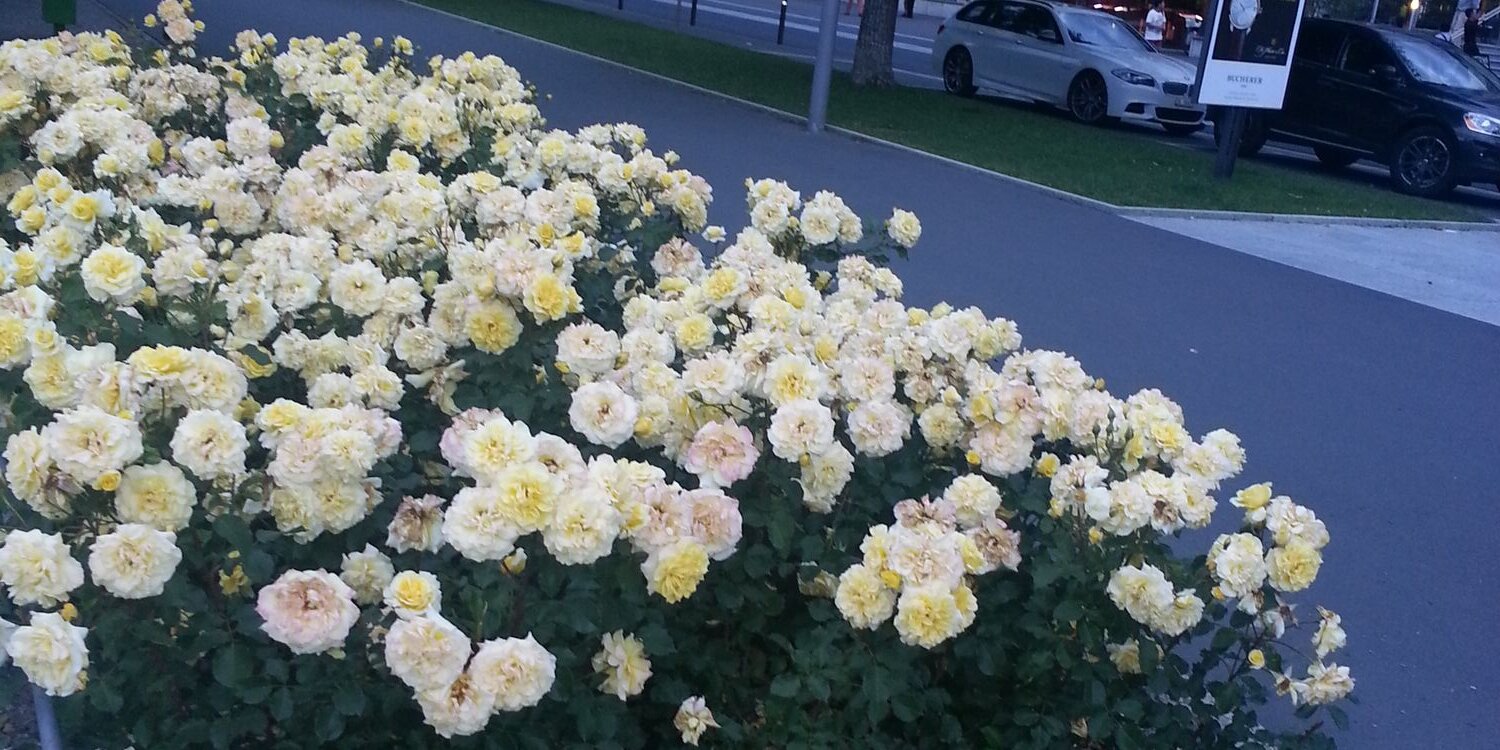 محمد العنزي،، banner