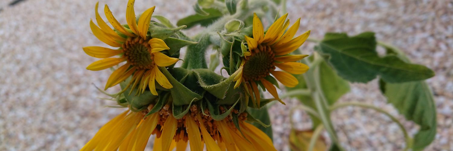 charipyon's profile banner image