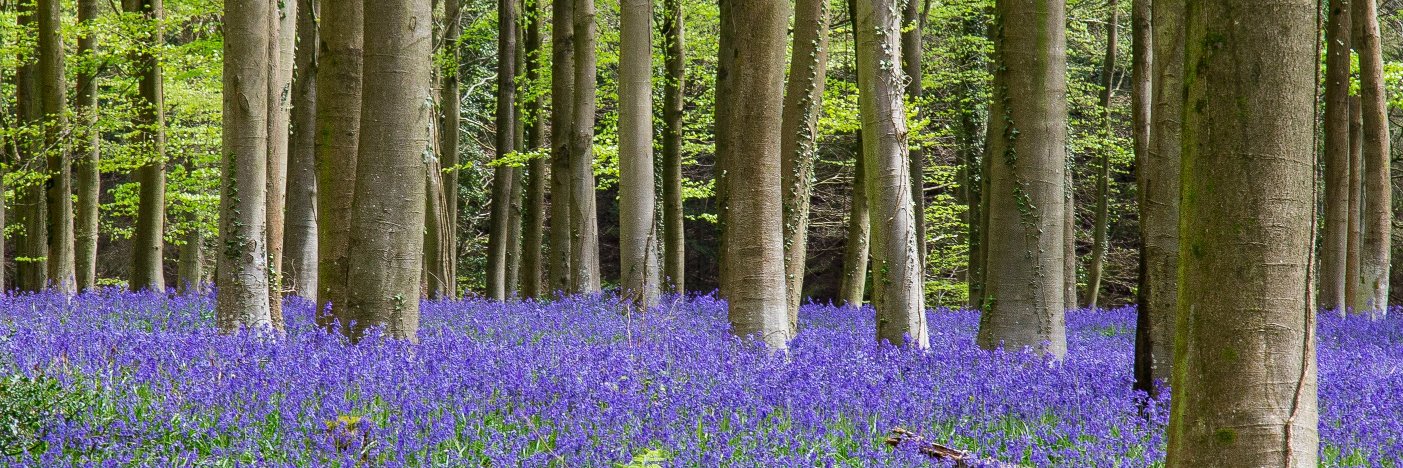 OakwoodTrees's profile banner image