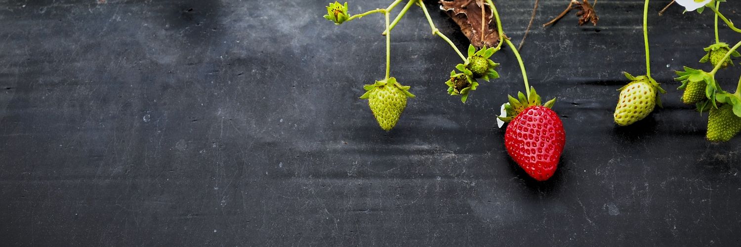 DailyRemediies's profile banner image