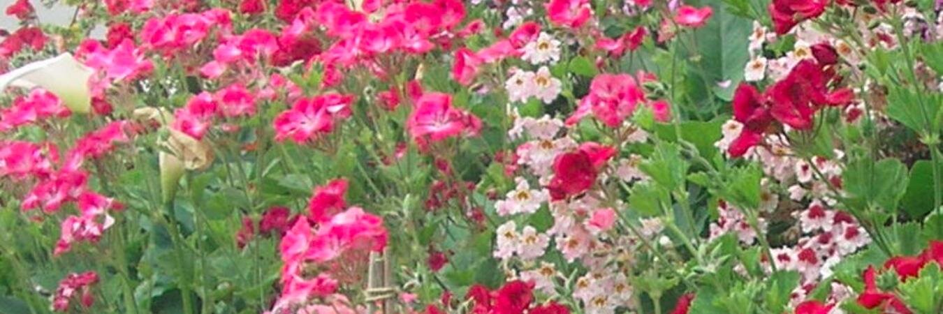 Lucia_Cristea's profile banner image