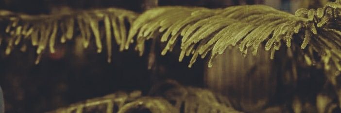 earlyayah's profile banner image