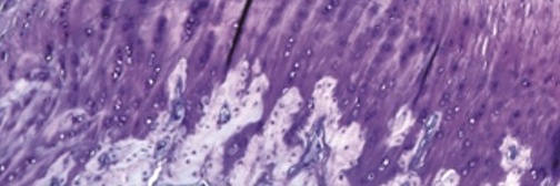 Steve Thomopoulos banner