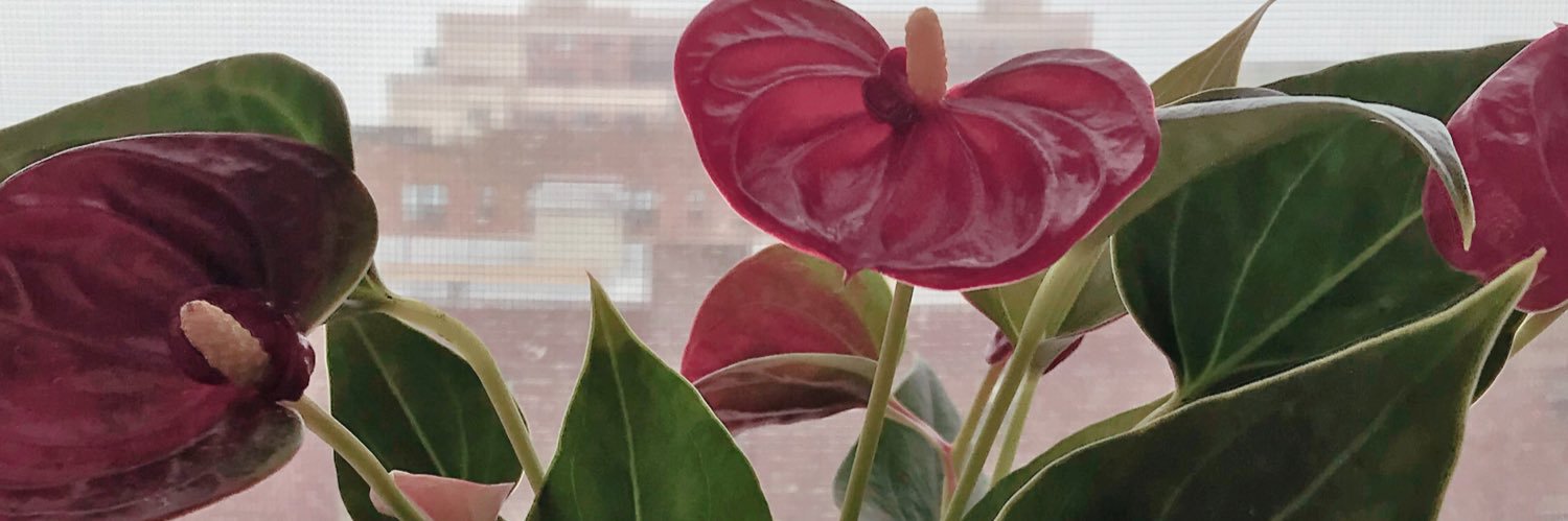 mMargretteRose's profile banner image