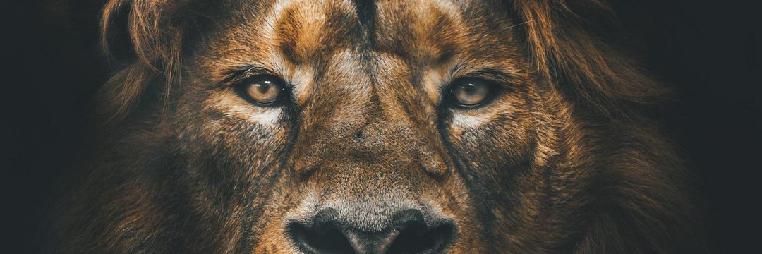 bynlion's profile banner image