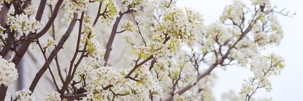 michellelboth Profile Banner