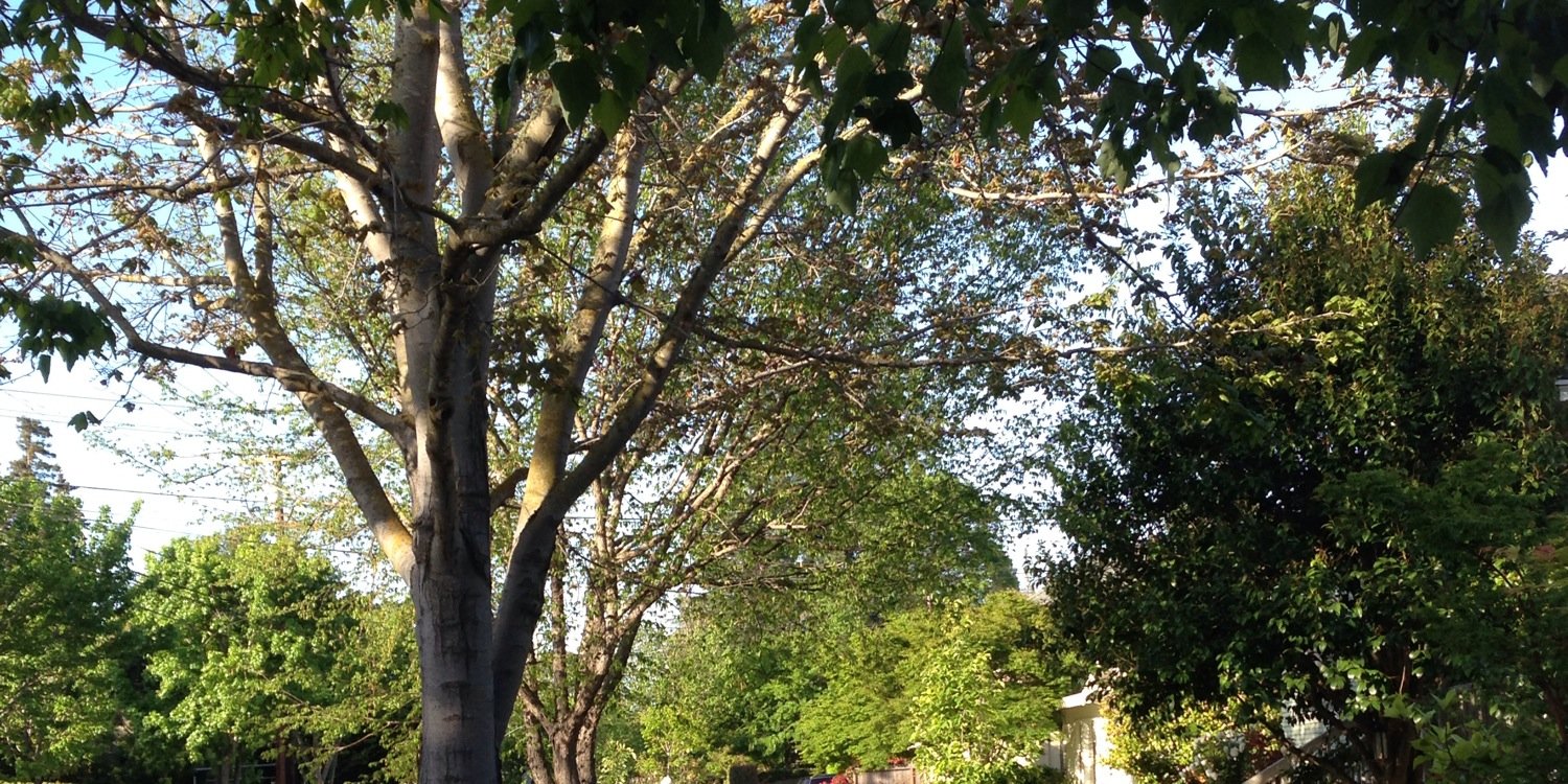 Christina Forney banner