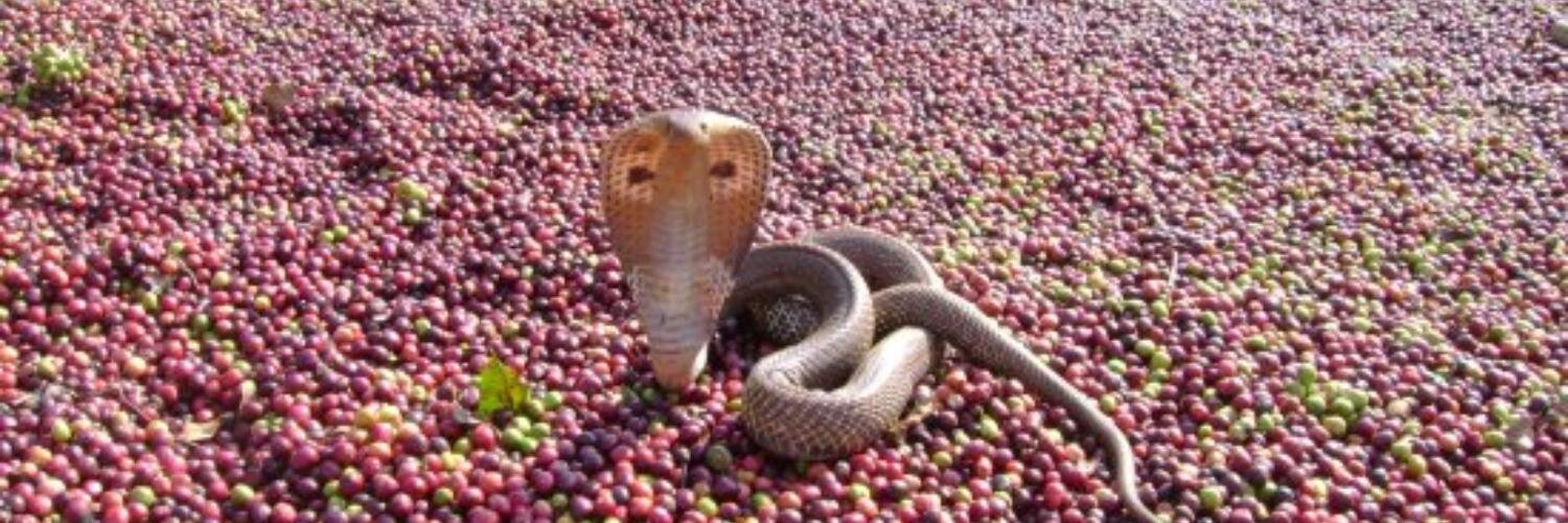 EcoFriendCoffee's profile banner image