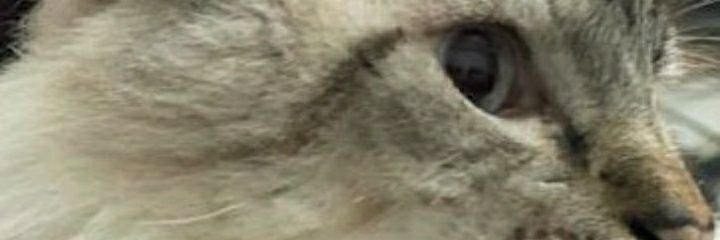 SoySeveraFlor's profile banner image