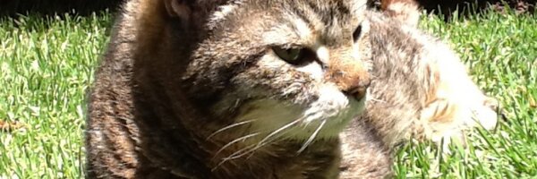 remzelk1 Profile Banner