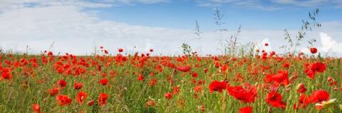 Tom Camps 🇨🇦 banner