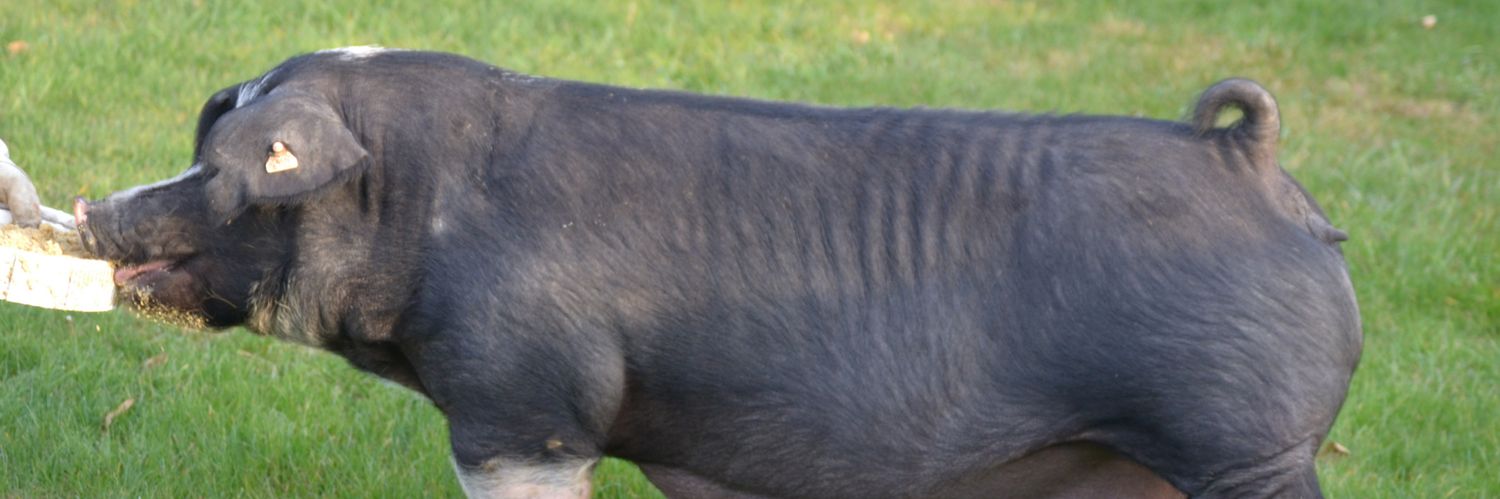 VegasShowPigs's profile banner image