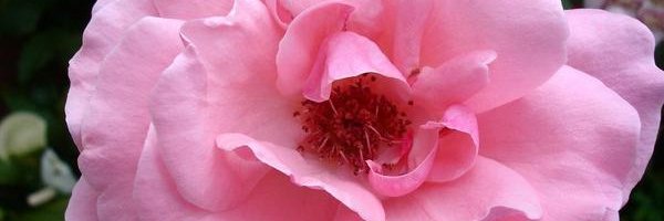 A. banner