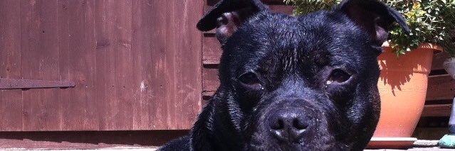 MIAnimal5's profile banner image