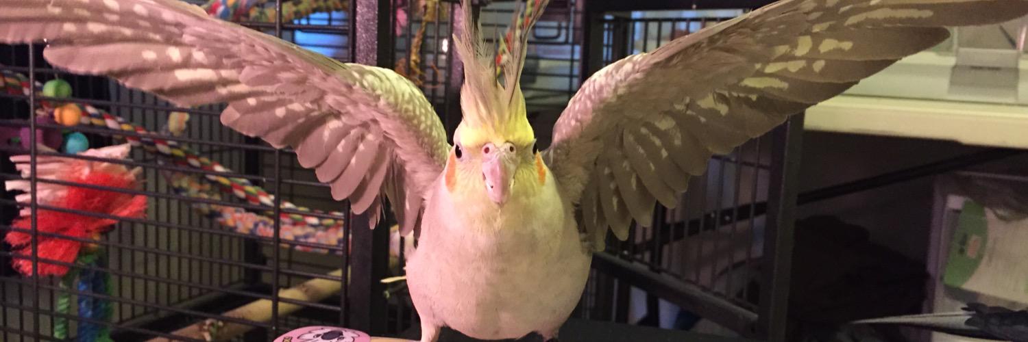 Pepper and Pals's banner