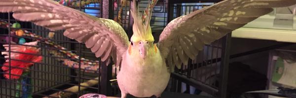 PepperNPals Profile Banner