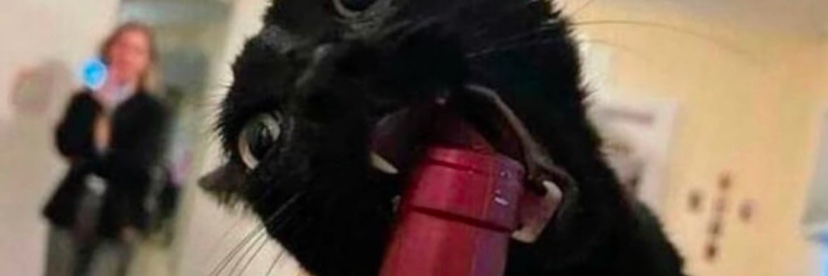 goncavic's profile banner image