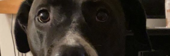 simply justin banner