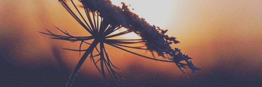 MarinaQuesada's profile banner image